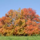 Autumn Colors