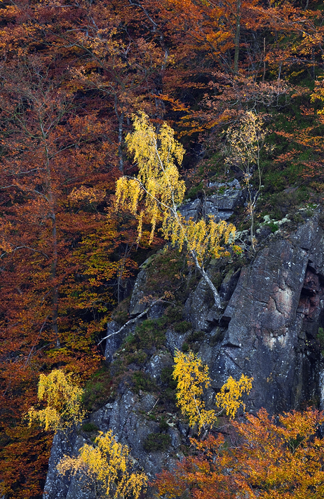 Autumn Colors