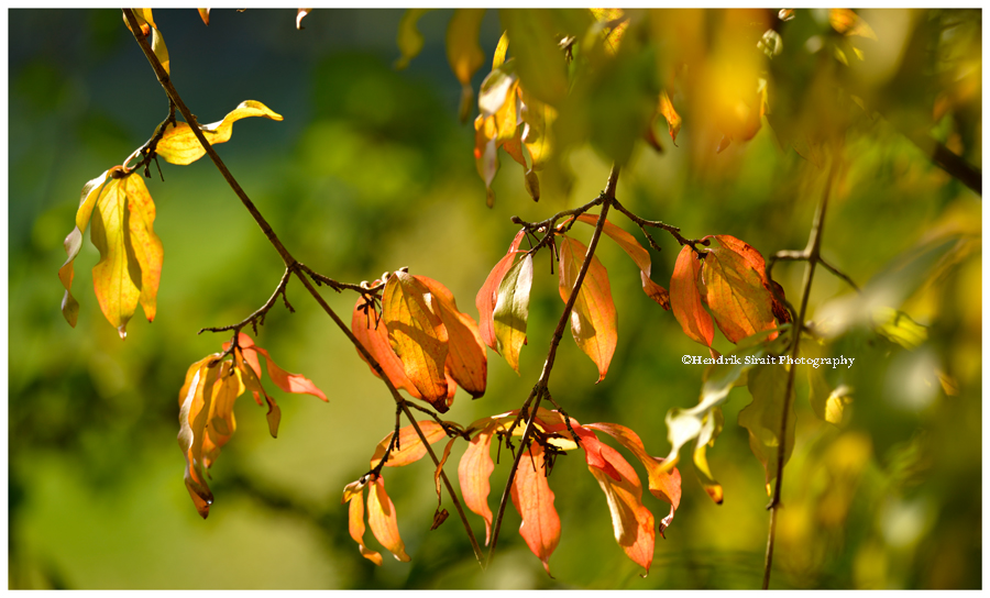 Autumn Colors