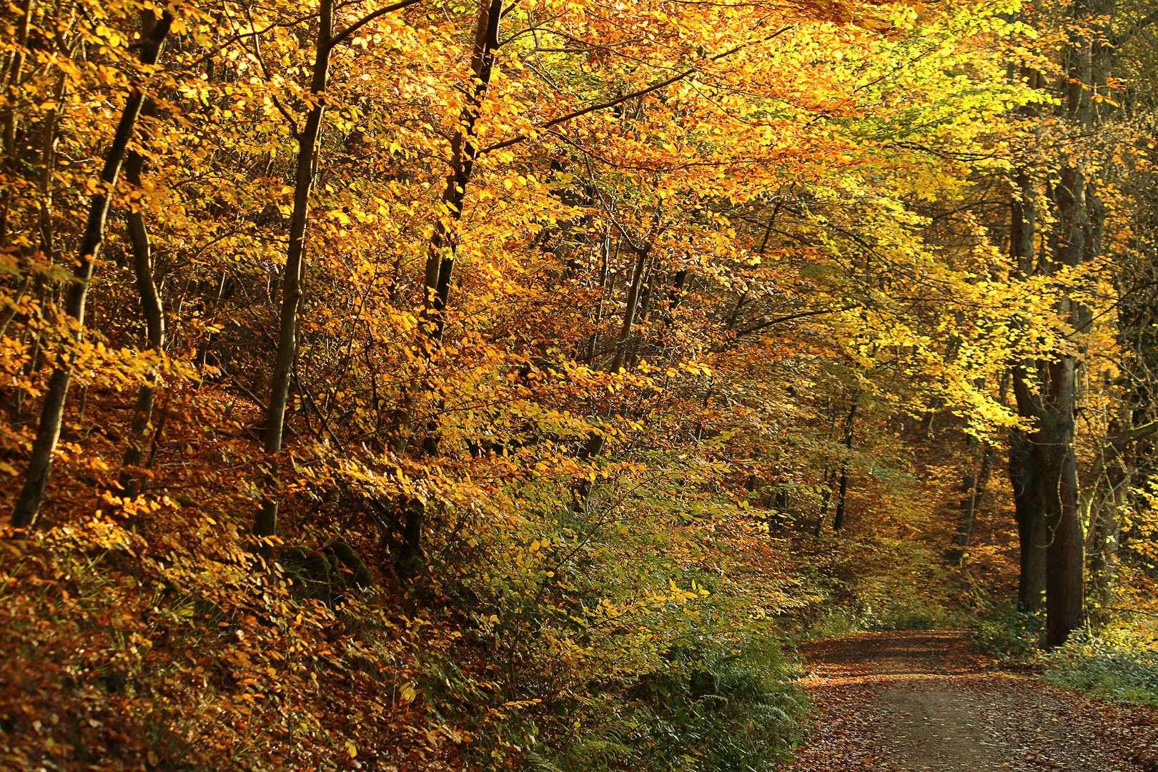 Autumn colors