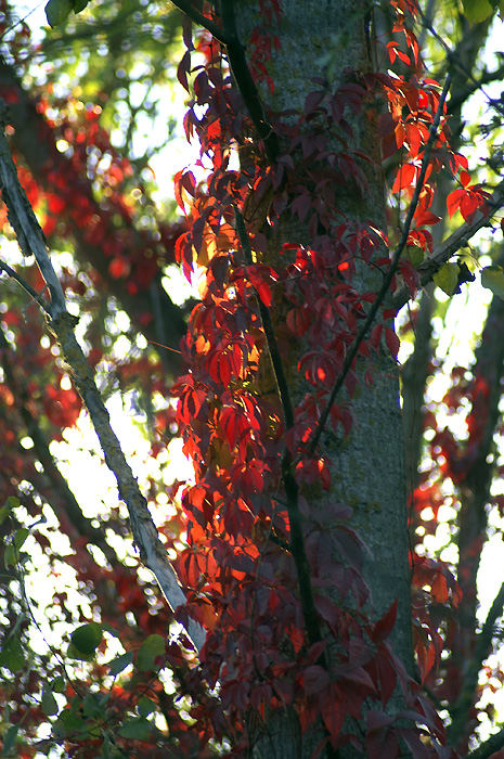 Autumn colors 2