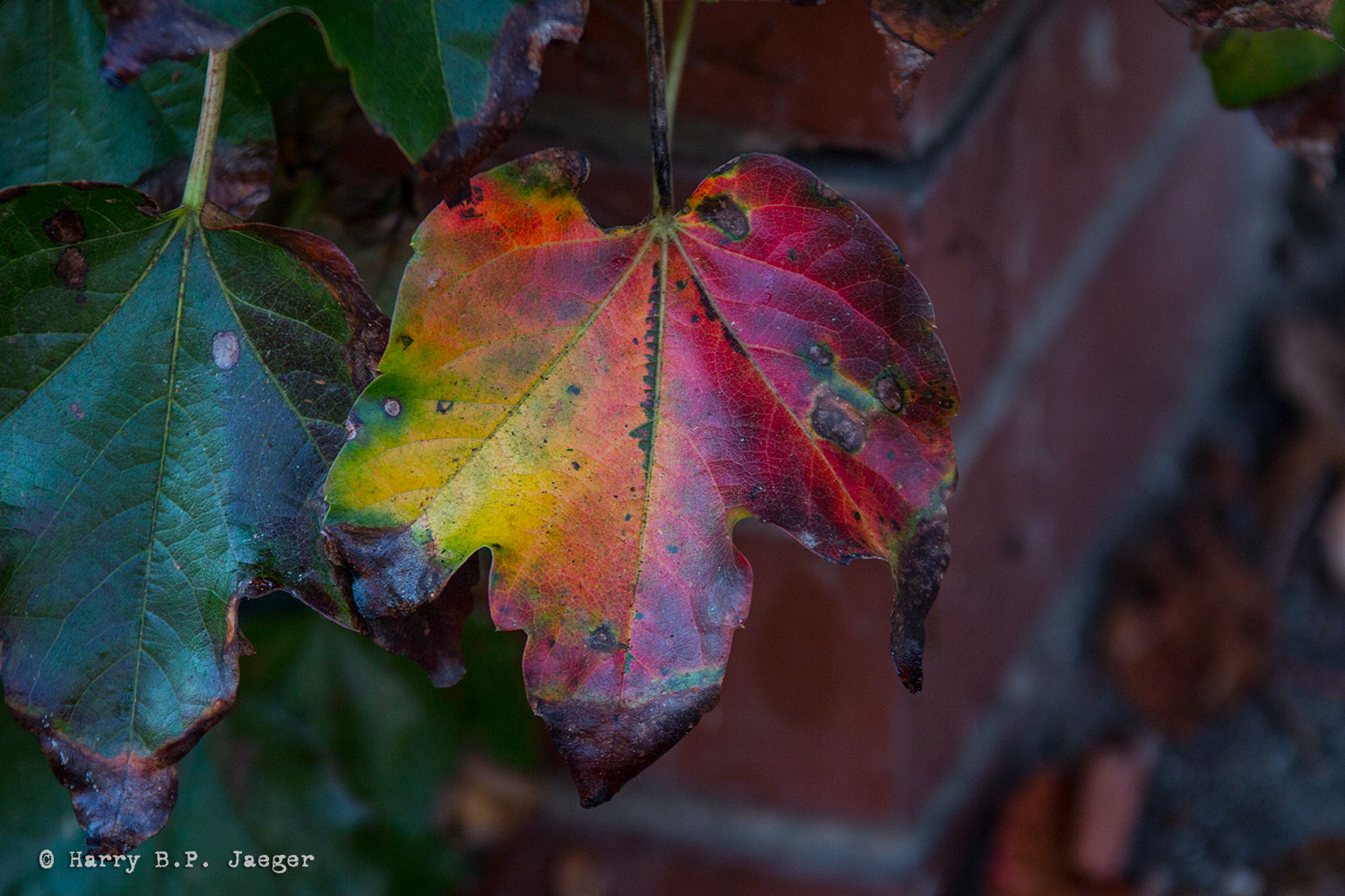 autumn colors 2 