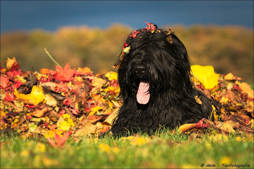 autumn colors