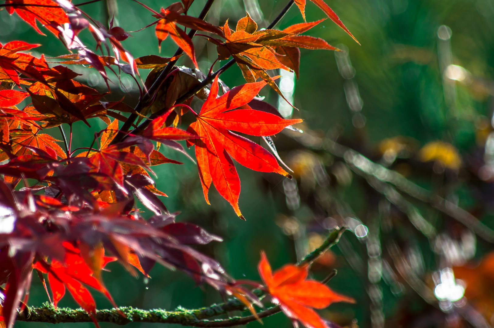 Autumn colors