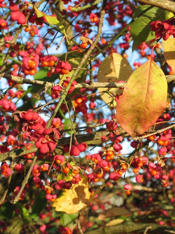 Autumn Colors