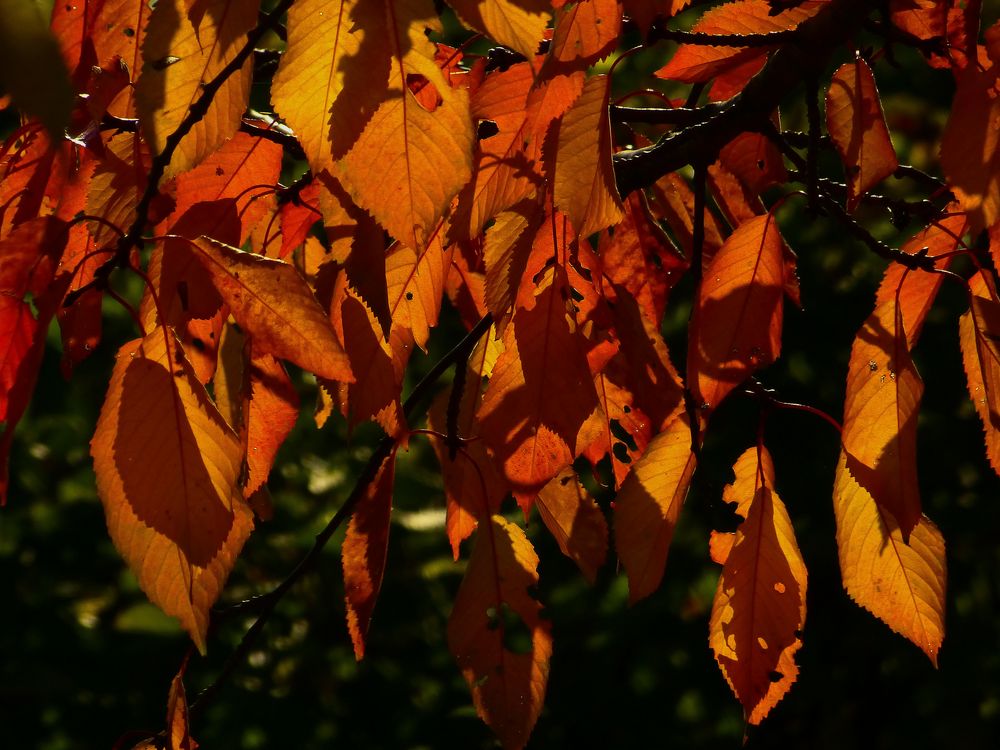 Autumn colors