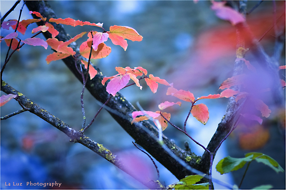 Autumn Colors