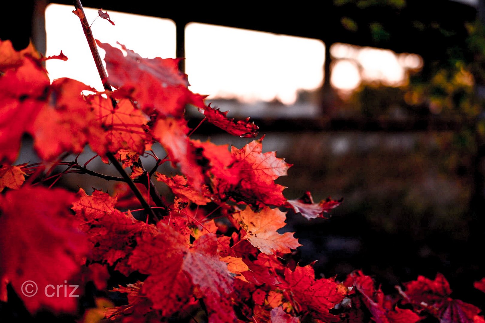 Autumn Colors 