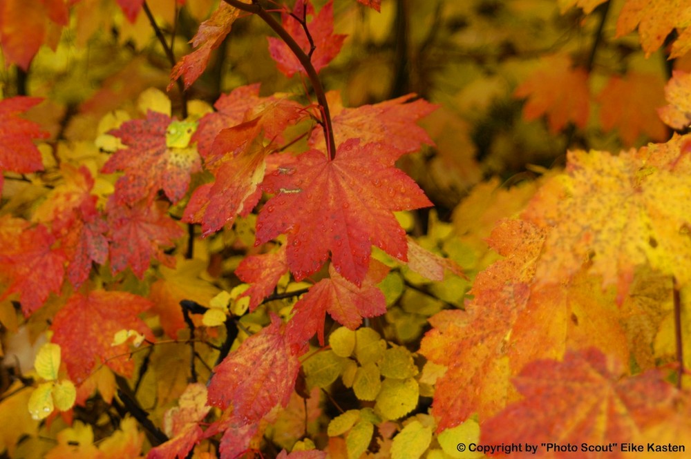 autumn colors