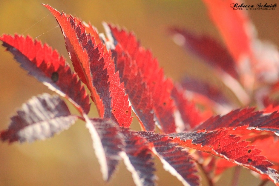 Autumn Colors