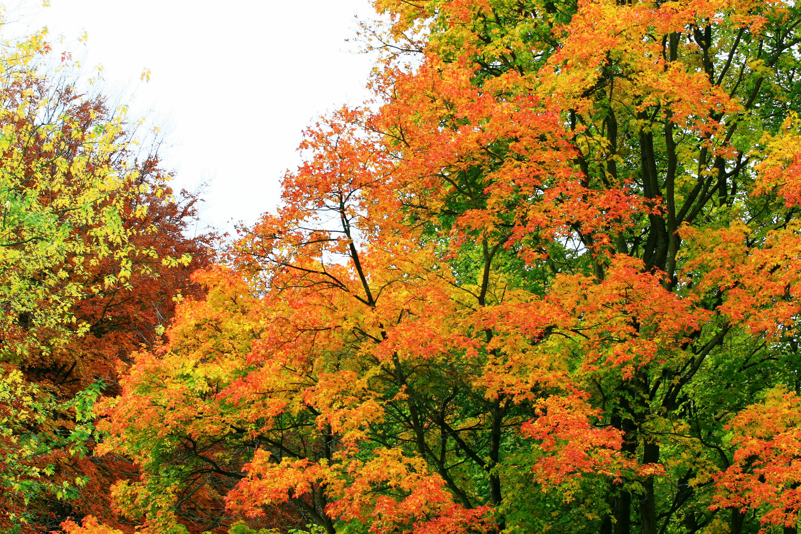 Autumn colors