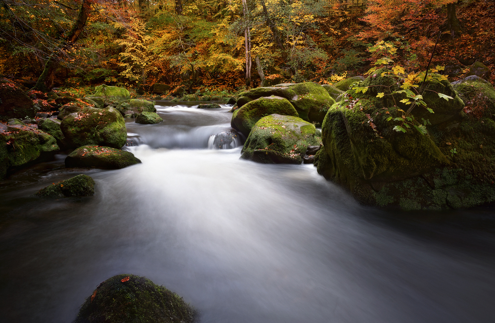 Autumn Colors