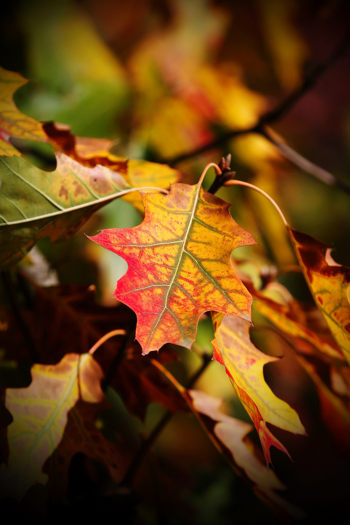 Autumn Colors - Berlin, Germany