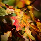 Autumn Colors - Berlin, Germany