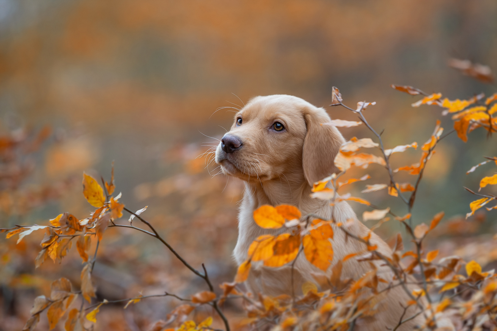 Autumn Colors