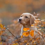 Autumn Colors