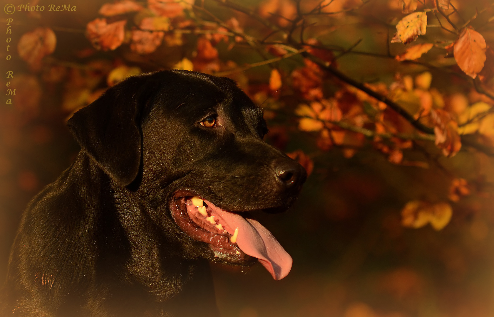 Autumn colors