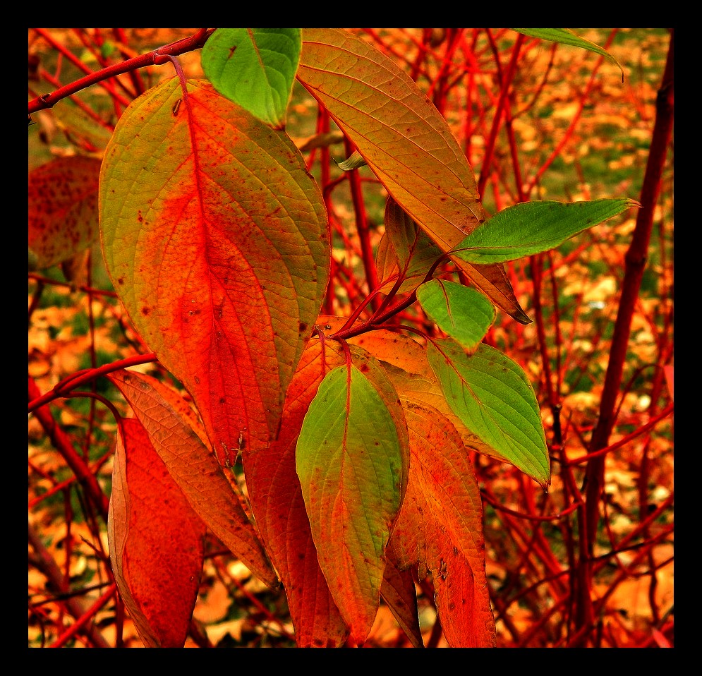 Autumn colors