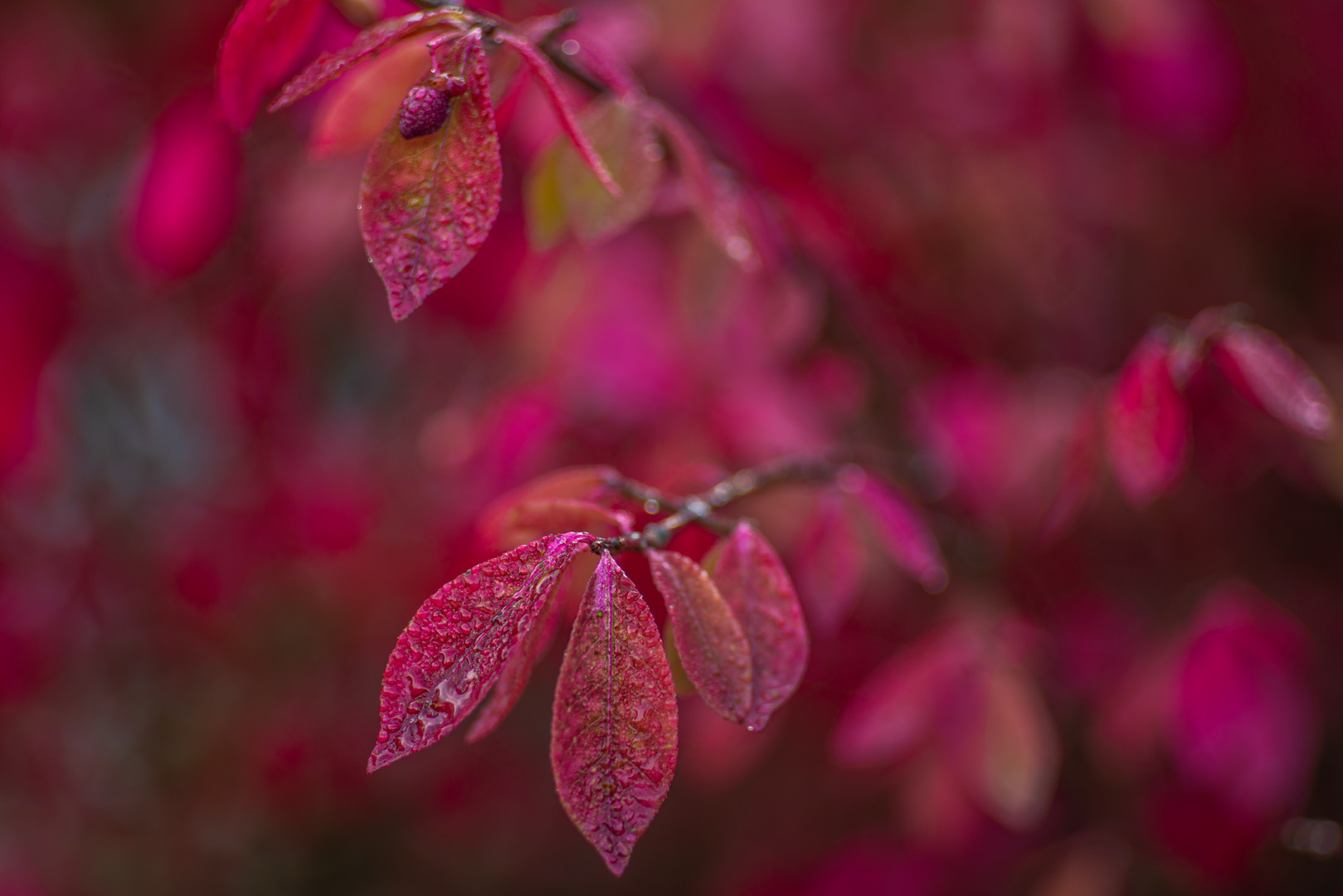 AUTUMN COLORS