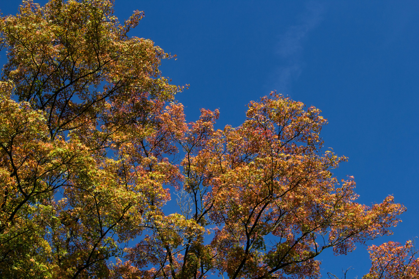 autumn colors