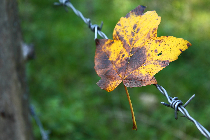 autumn colors