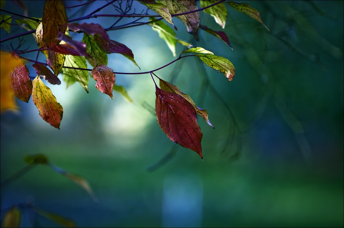 autumn colors