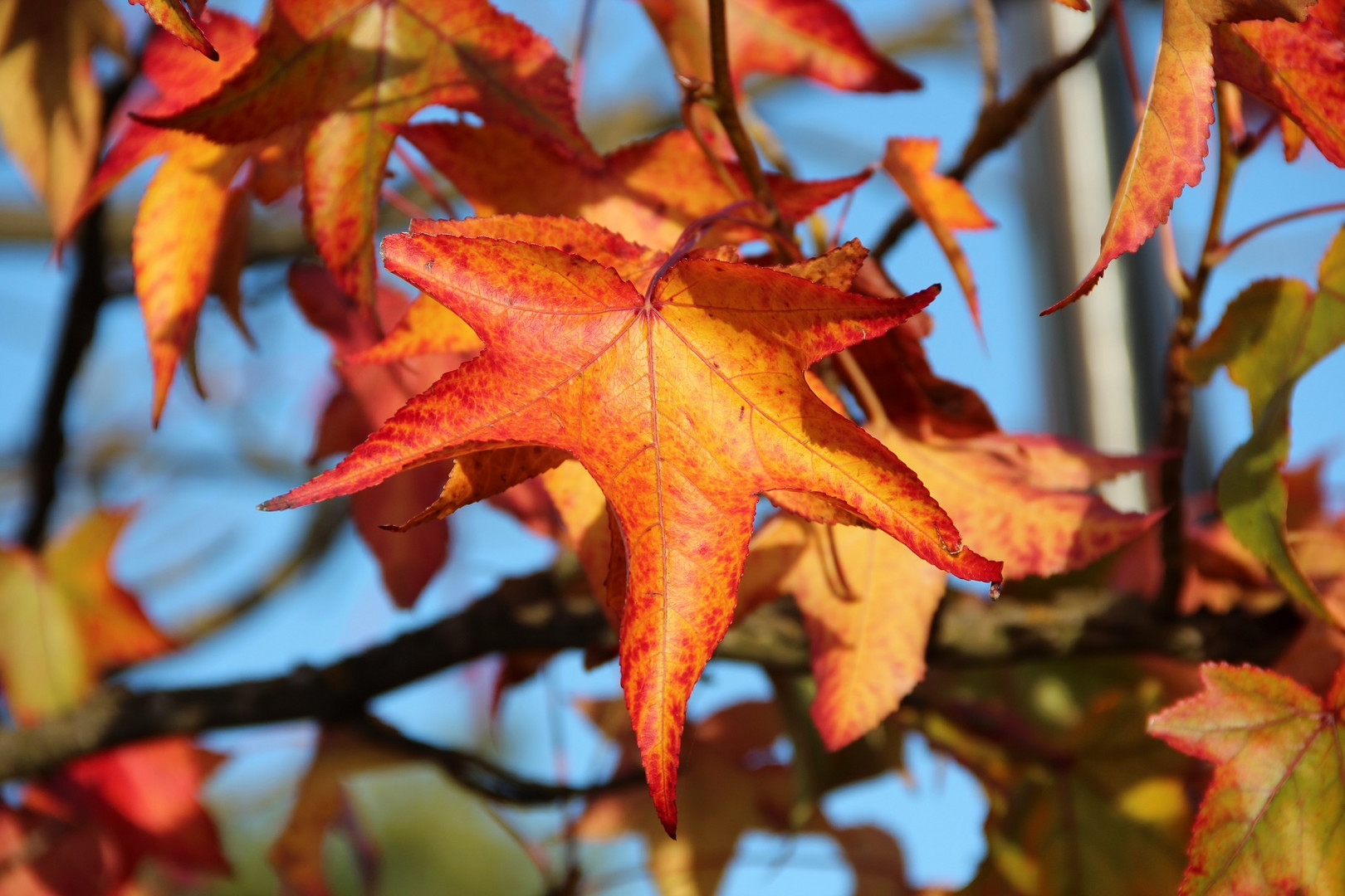 Autumn colors