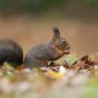 Autumn Colors - Herbstfarben