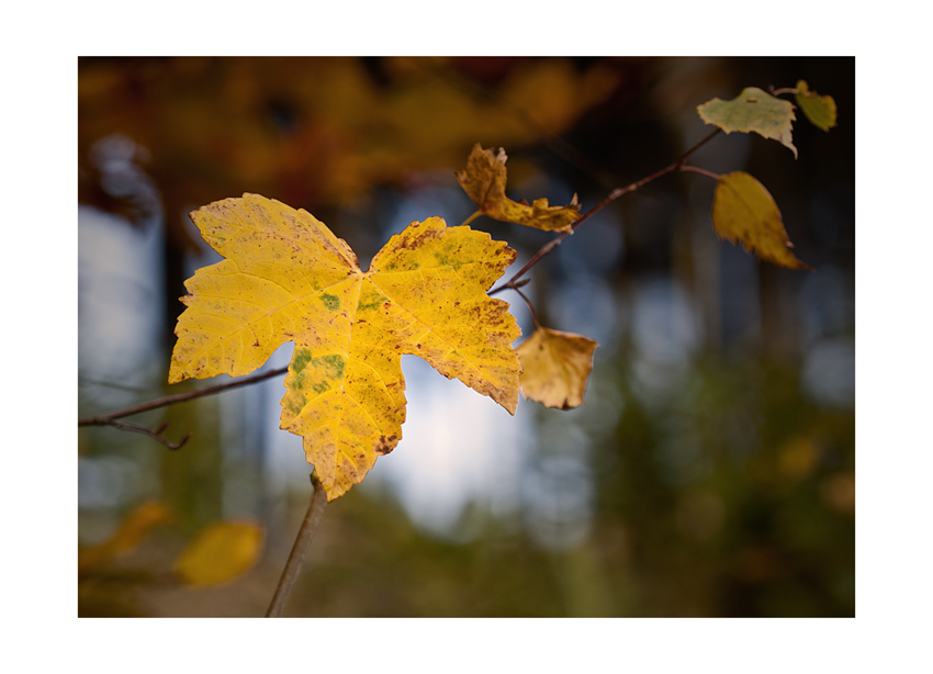 ...autumn colors I...