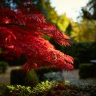 Autumn Colors I + II