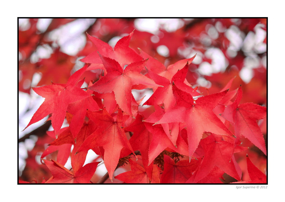 Autumn colors III