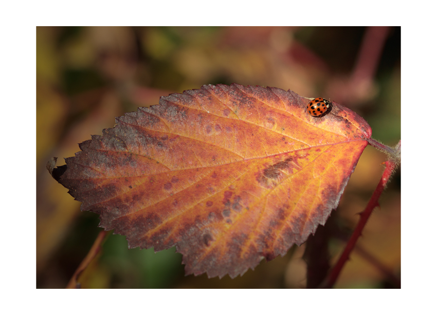 ...autumn colors III...