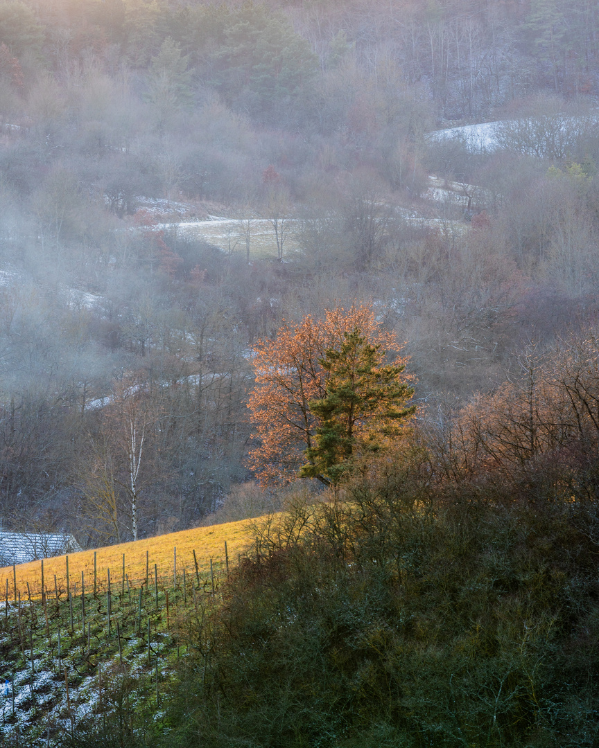 Autumn Colors in Winter