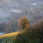 Autumn Colors in Winter