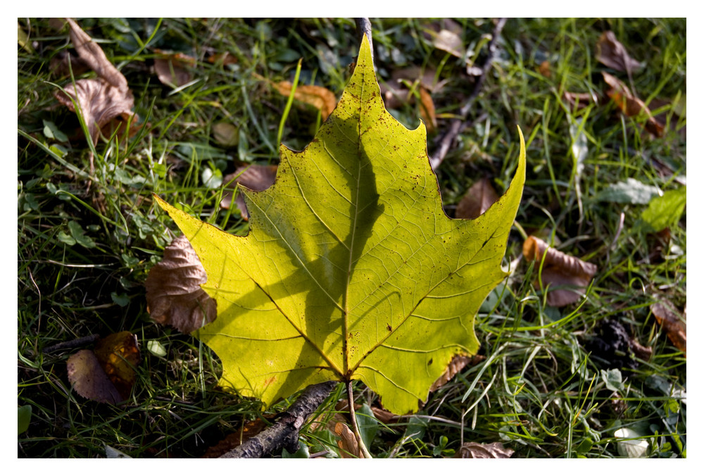 autumn colors part 1