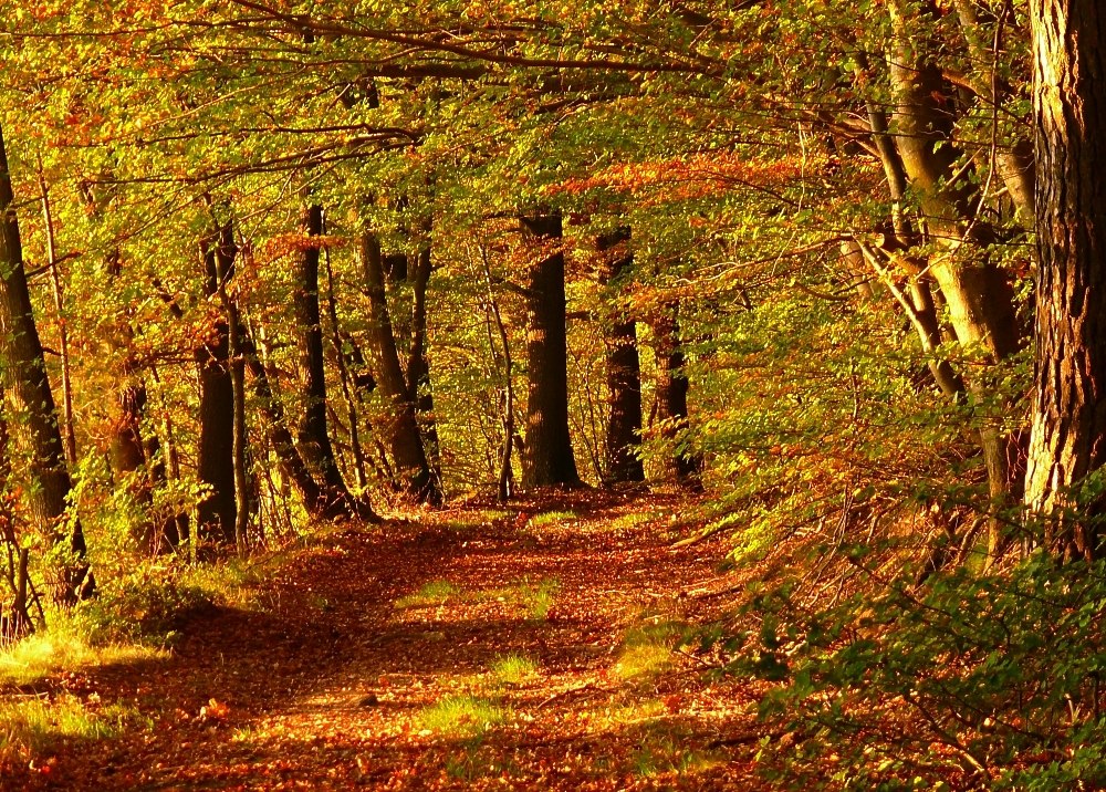 autumn colors, sharpened up a little