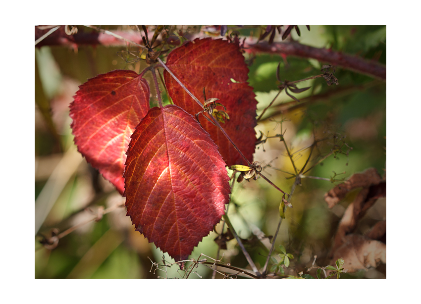 ...autumn colors VI...