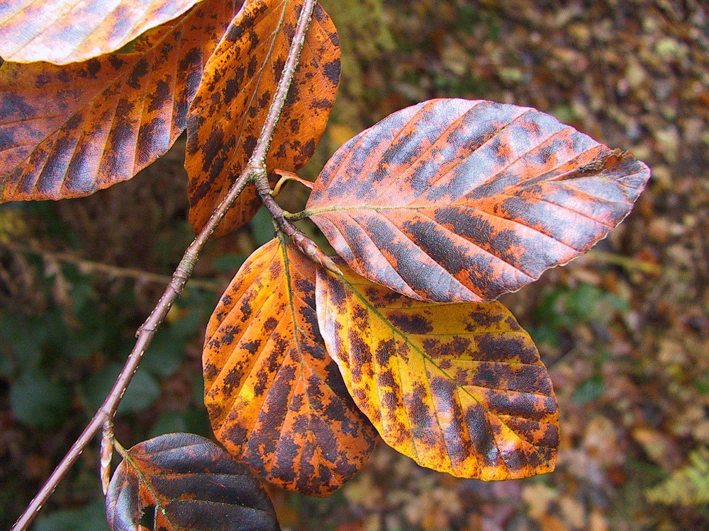 Autumn colour