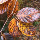 Autumn colour