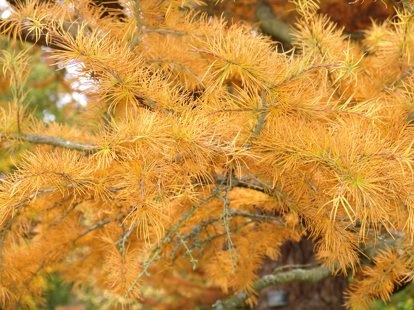 Autumn Colour of Orange