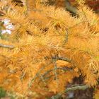 Autumn Colour of Orange