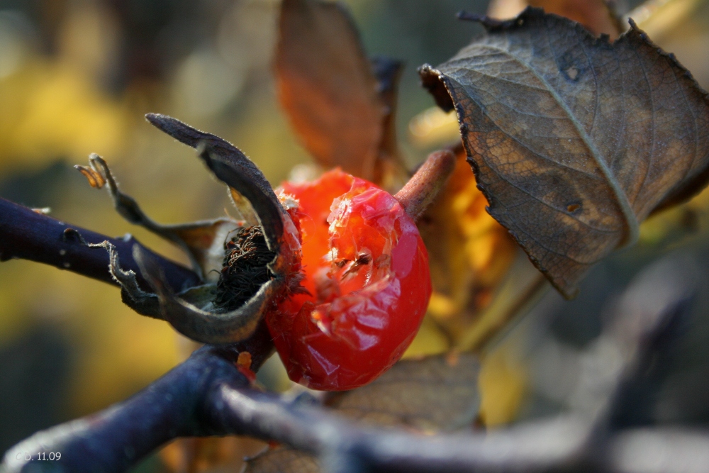 autumn colours 2