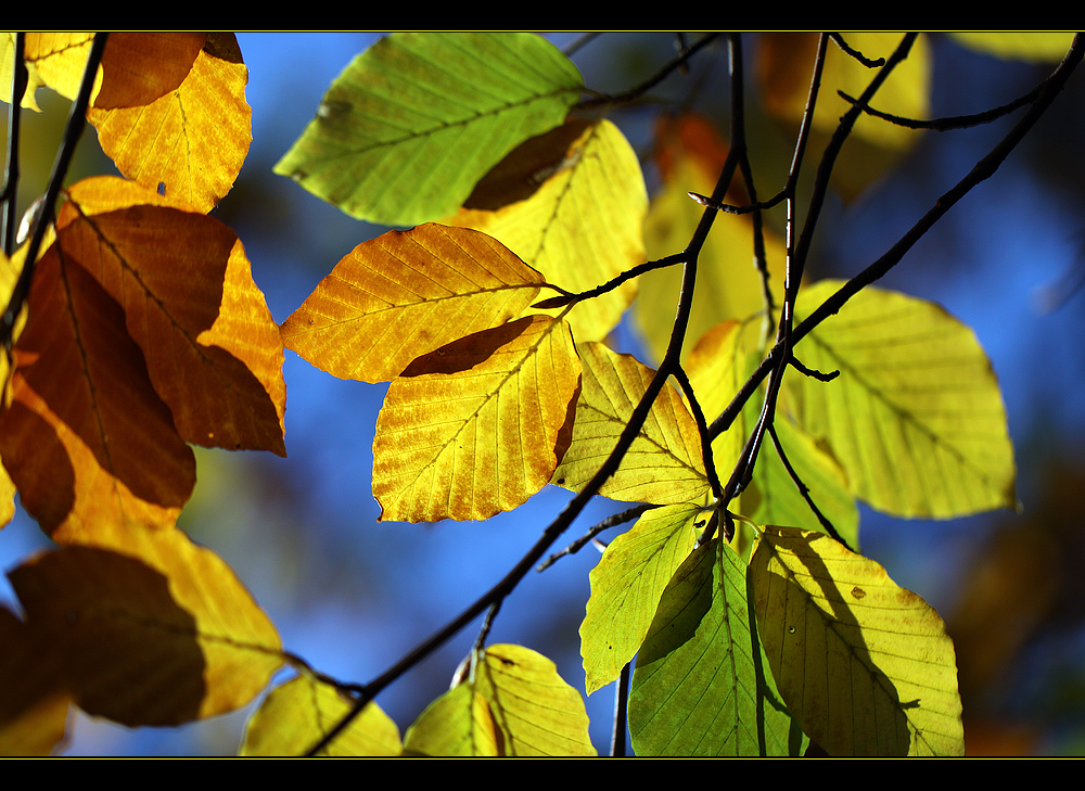 Autumn Colours (2)