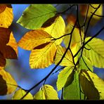 Autumn Colours (2)