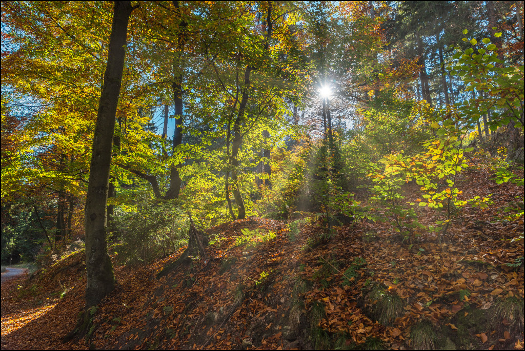 autumn colours