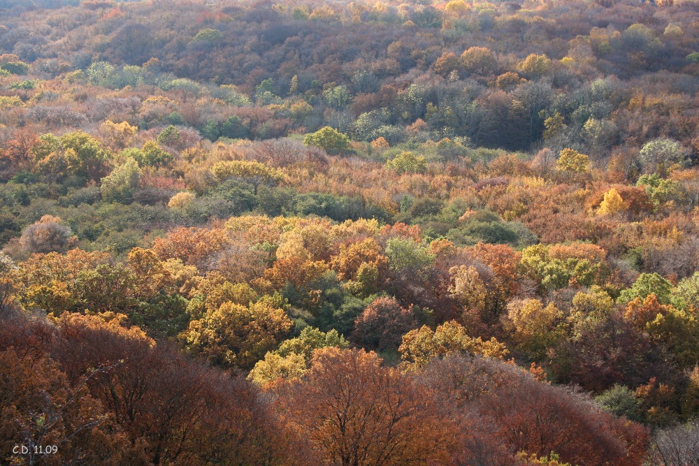 autumn colours 3