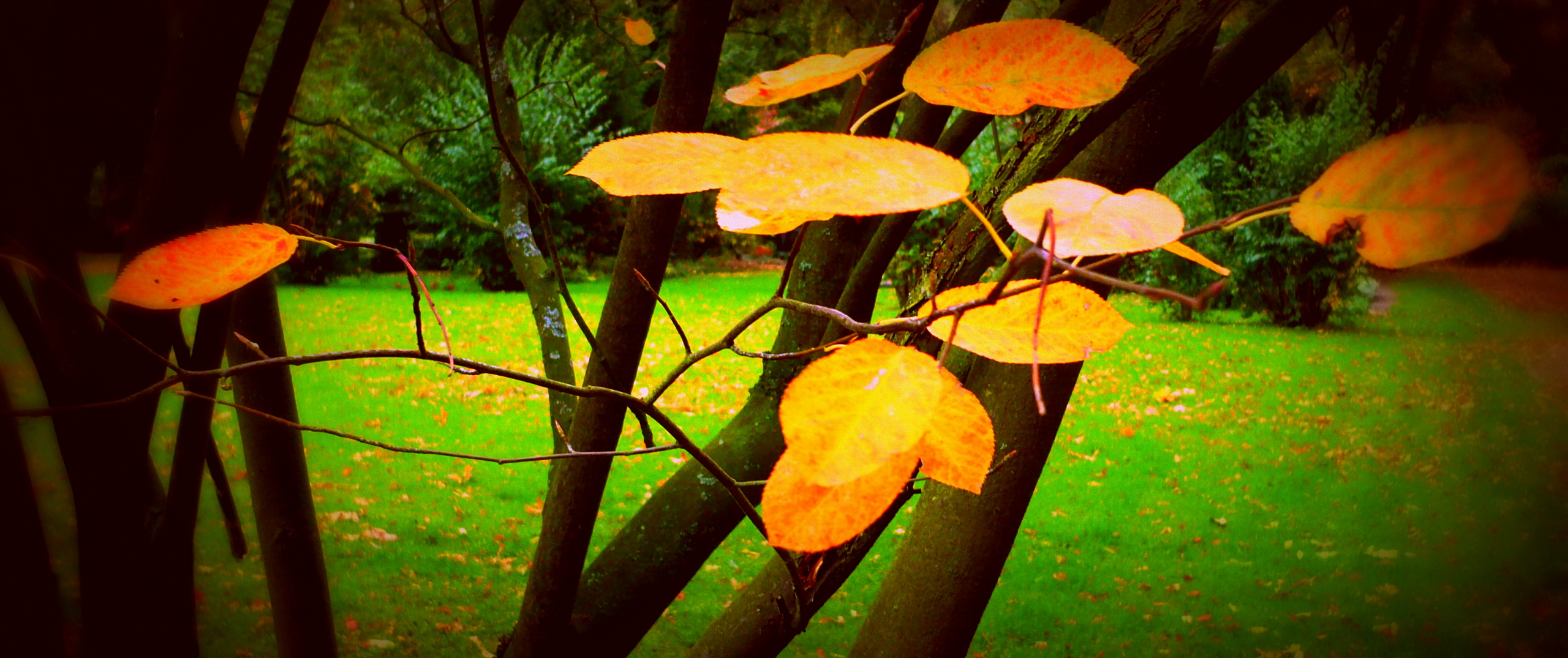 °°  autumn colours  °°