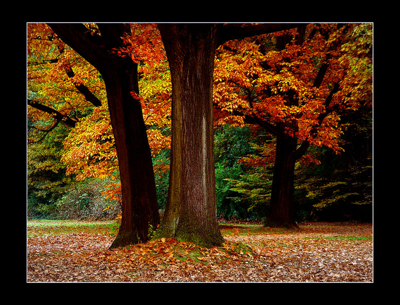 Autumn colours ...