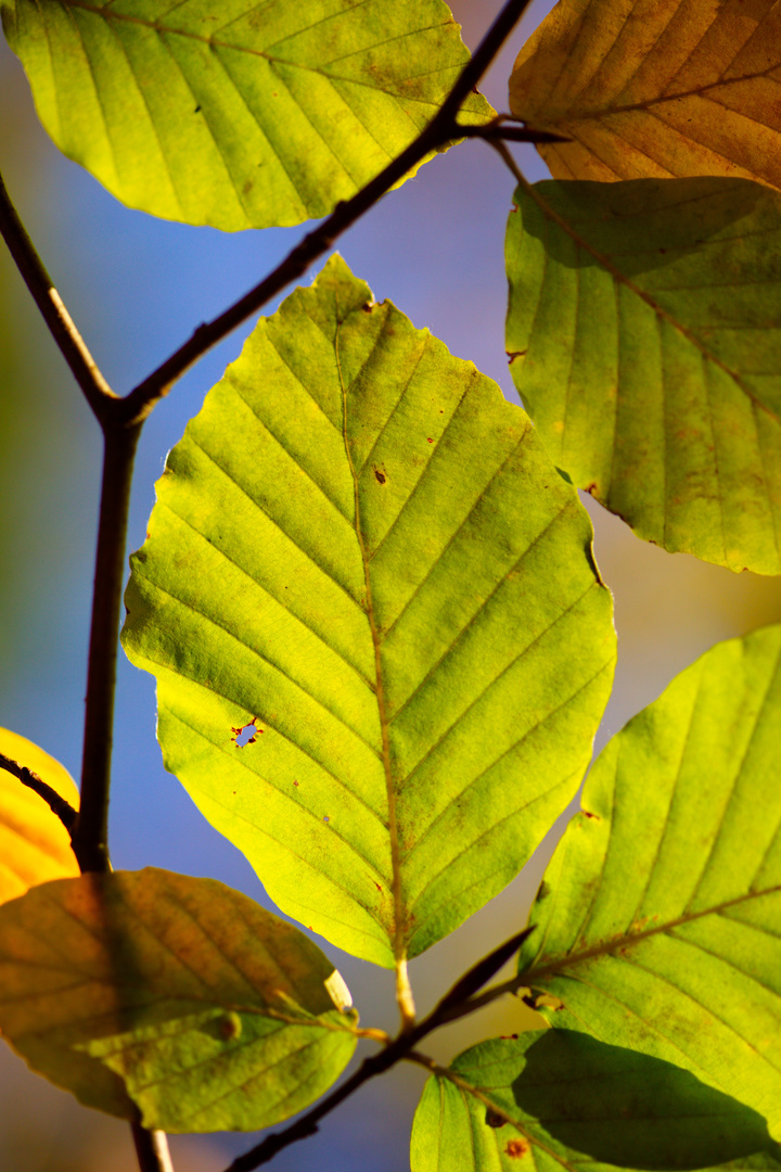 Autumn colours 