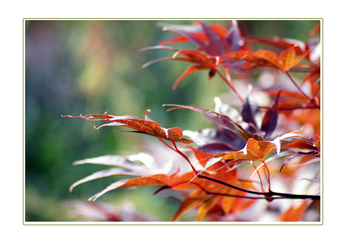 autumn colours